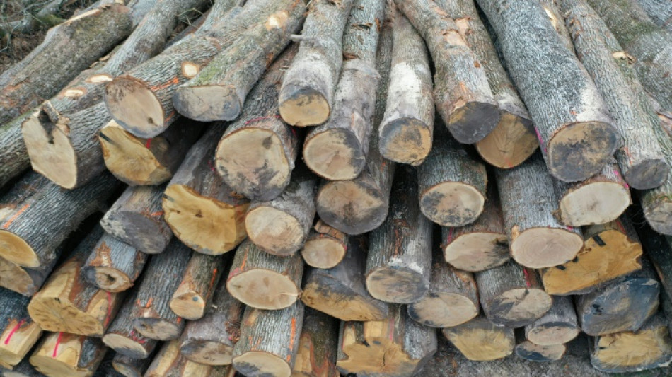 Urteil: Baden-W&uuml;rttemberg beging mit Holzverkauf jahrzehntelang Kartellversto&szlig; 