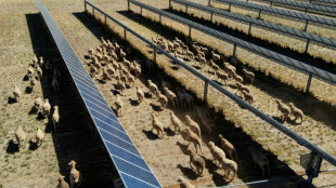 'Solar sheep' help rural Australia go green, one panel at a time