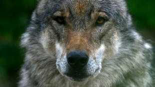 Mecklenburg-Vorpommerns Umweltminister Backhaus droht Anklage wegen Wolfstötung