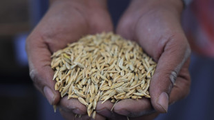 L'orzo ha geni che lo aiutano a germinare in terreni allagati