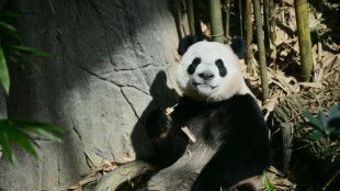 Singapour fait ses adieux à un panda enfant du pays