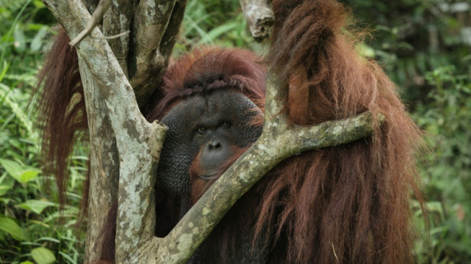 Gigante farmac&eacute;utico retira proveedor tras investigaci&oacute;n de la AFP sobre deforestaci&oacute;n en Indonesia