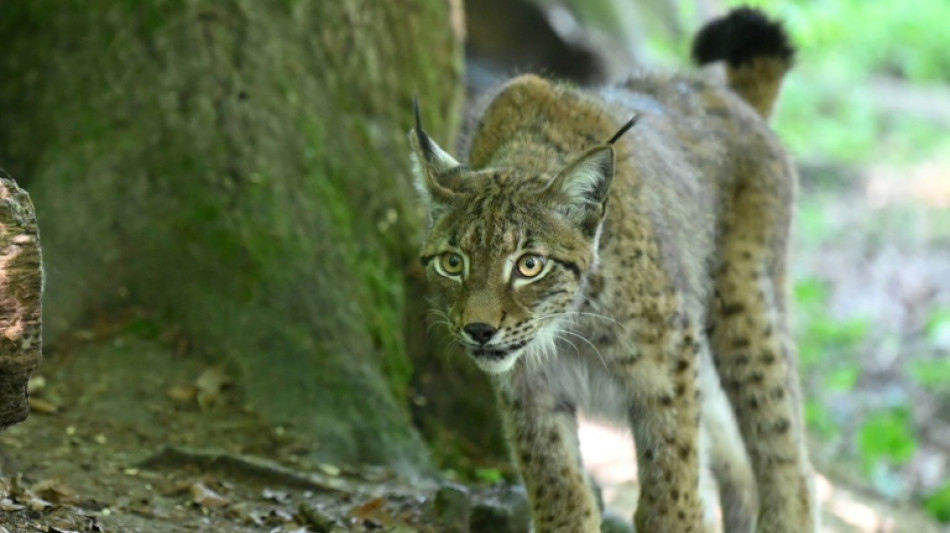 Au tribunal de Strasbourg, le sort funeste d'un jeune lynx et d'une poule