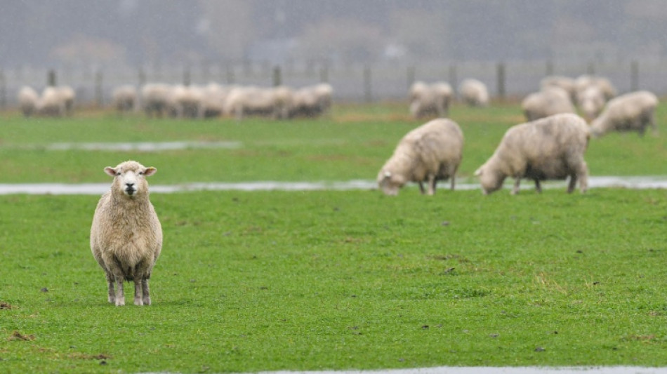 25 Mutterschafe von Weide gestohlen - L&auml;mmer zur&uuml;ckgelassen