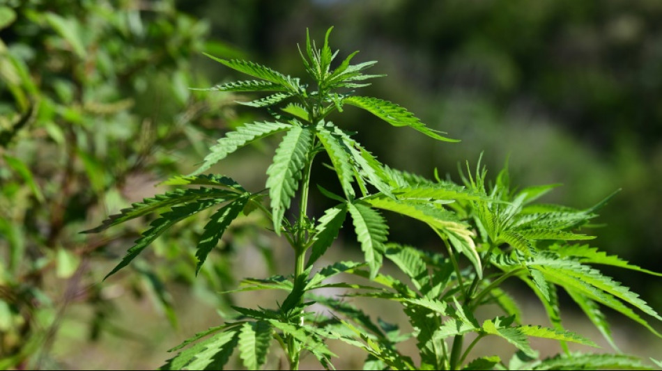 Marihuana-Gro&szlig;h&auml;ndler aus Deutschland am Flughafen von Barcelona gefasst