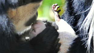 El primer beso podr&iacute;a remontarse a 21 millones de a&ntilde;os, seg&uacute;n cient&iacute;ficos brit&aacute;nicos