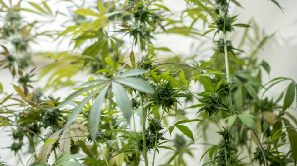 Nordrhein-Westfalen will Cannabis-Legalisierung stoppen 