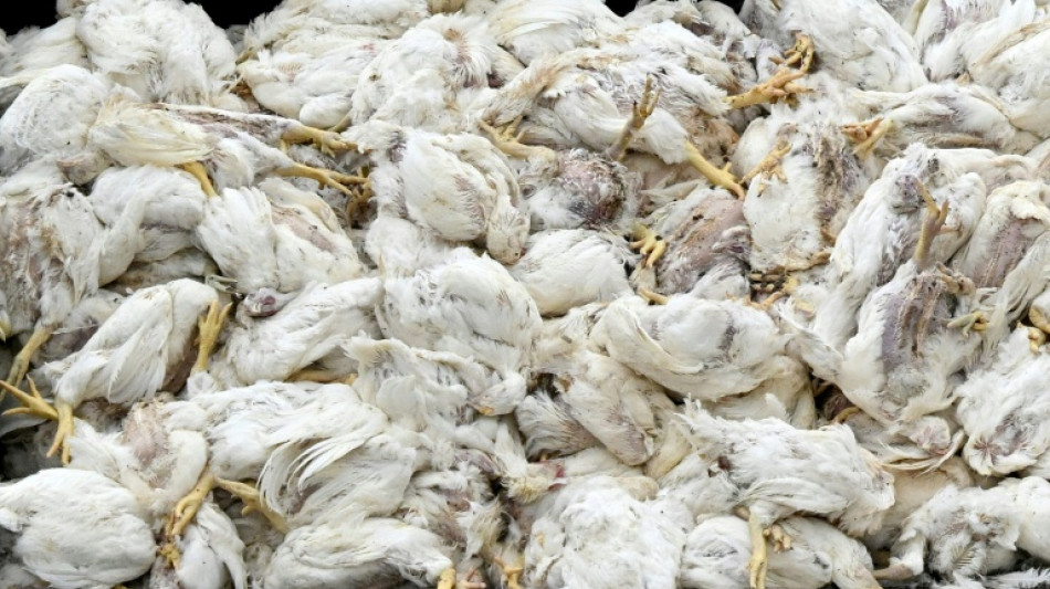 Vogelgrippe: Saarland und Hamburg verhängen Stallpflicht