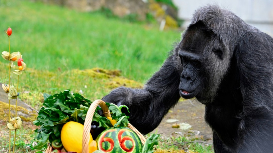 Melone und ein Kr&auml;uterstrau&szlig; f&uuml;r die &auml;lteste Gorilladame der Welt