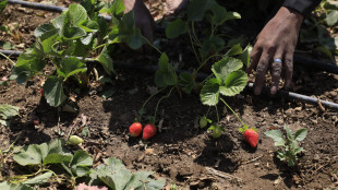 Onu, fame in calo nel 2025, ma l'Africa resta l'area pi&ugrave; colpita'