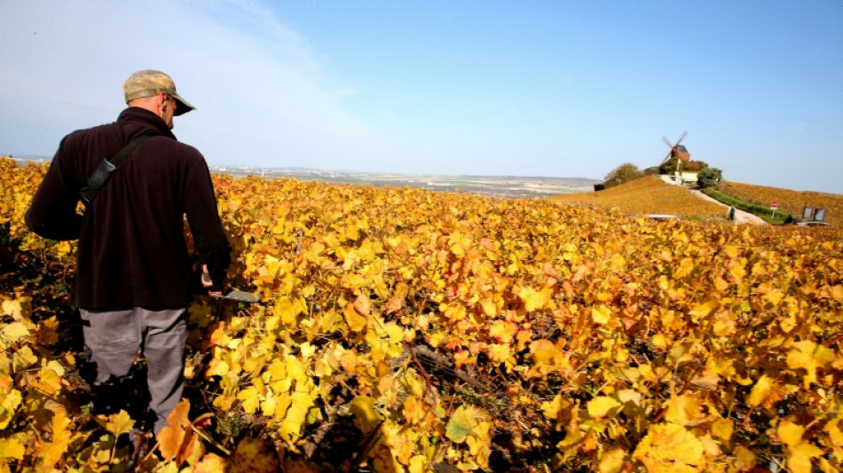Saisonniers: la Champagne en ordre de bataille pour &eacute;viter les "d&eacute;rives" des vendanges 2023