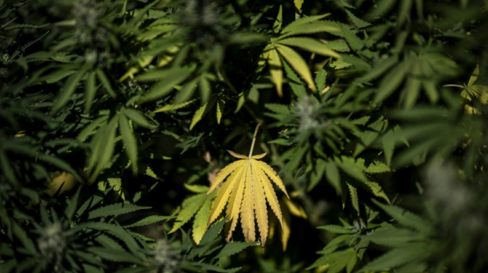 Tropfendes Wasser aus Decke von Gelsenkirchener Caf&eacute; f&uuml;hrt zu Cannabisplantage