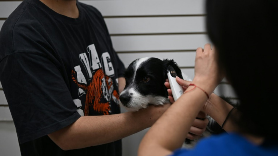 Le Chili lance l'injection contraceptive chiens