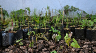 Purple reign: Philippines seeks to keep grip on ube throne