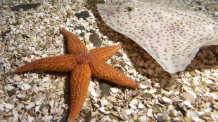 Le stelle marine camminano senza cervello grazie ai loro piedi idraulici