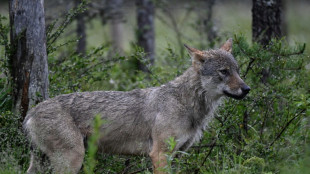 L'Etat annonce un nombre de loups relativement stable, col&egrave;re des &eacute;leveurs