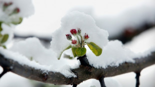 Spring in February: UK plants flowering 'a month early'