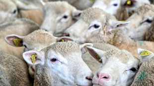 Fi&egrave;vre catarrhale ovine: 10% du cheptel de brebis "perdu", selon le patron de la FNSEA