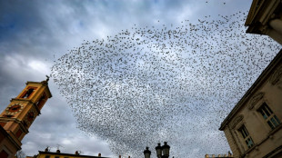 Le bruit affecte fortement les oiseaux et leur reproduction... mais des solutions existent