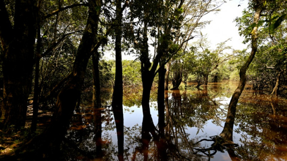 EU-Gesetz gegen Abholzung: Union will Regeln f&uuml;r Unternehmen weiter abschw&auml;chen