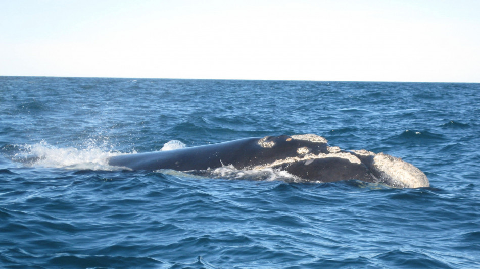 Scoperta la pi&ugrave; vasta necropoli di balene, copre 1.200 chilometri