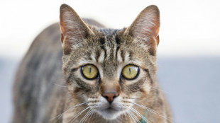 Sp&auml;ter als gedacht: Hauskatze erreichte Europa erst vor 2000 Jahren