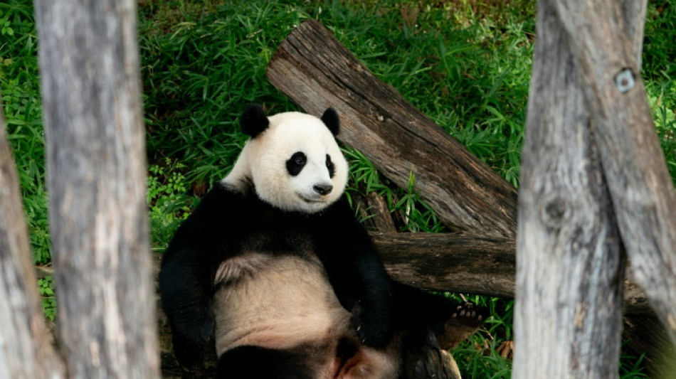 Le coeur lourd, Washington dit adieu à ses pandas qui s'en vont en Chine