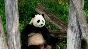 Le coeur lourd, Washington dit adieu à ses pandas qui s'en vont en Chine