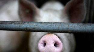 Initiative Tierwohl passt Label an staatliche Kennzeichnungspflicht an