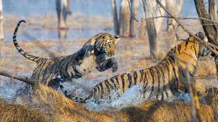 Cinema, a Cogne l'anteprima del Gran Paradiso Film festival