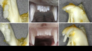 Investigadores japoneses prueban un fármaco para regenerar dientes