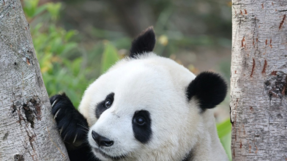 M&uuml;nchen bekommt zwei Pandas - S&ouml;der: H&ouml;hepunkt bayerisch-chinesischer Diplomatie