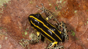 Descubren una nueva especie de rana venenosa en la Amazonía de Perú