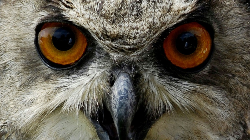 Wärmeliebende Vögel profitieren vom Klimawandel - Artenschwund auf Agrarflächen