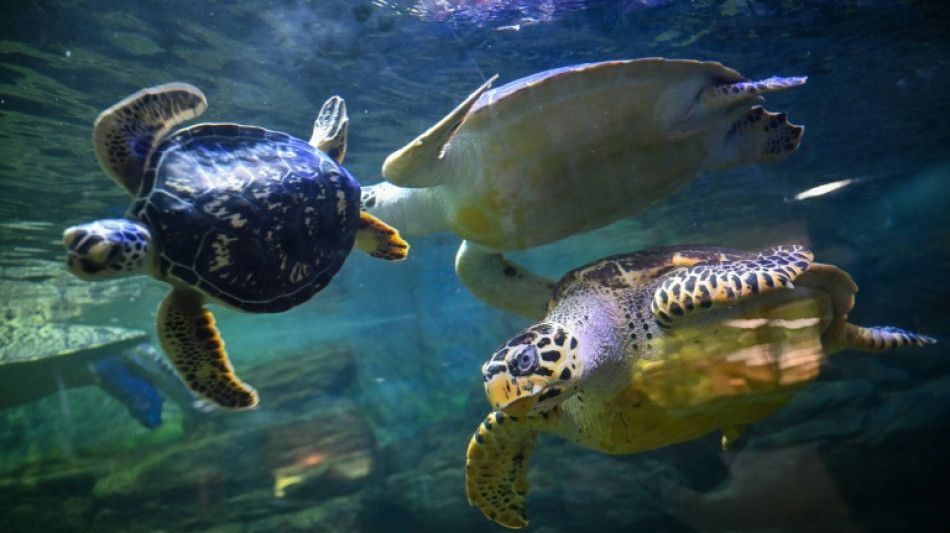 China alerta sobre "tortugas esp&iacute;as" que buscan secretos en sus aguas