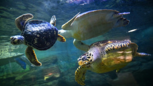 China alerta sobre "tortugas esp&iacute;as" que buscan secretos en sus aguas