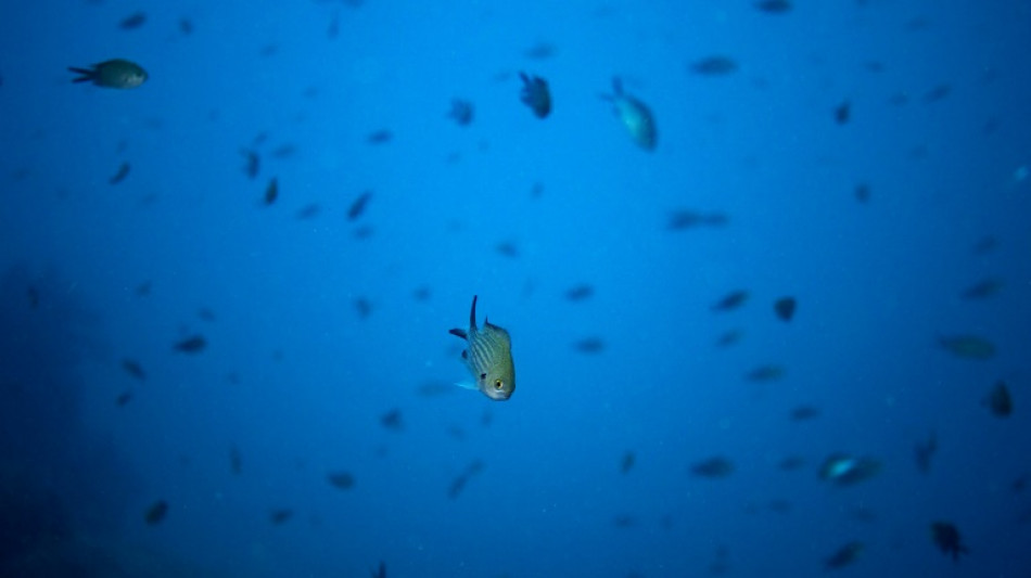Mysteries and music: listening in to underwater life