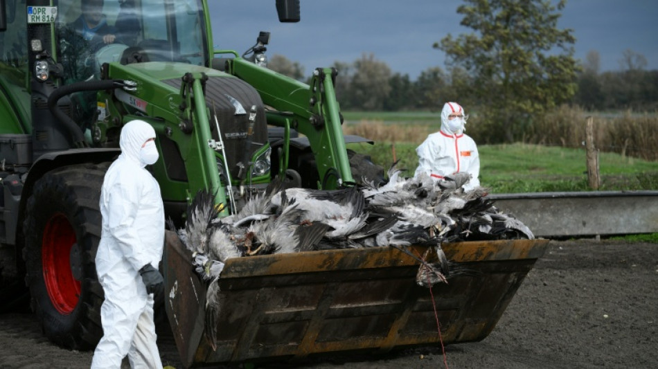 Vogelgrippe: Preise für Eier könnten steigen 