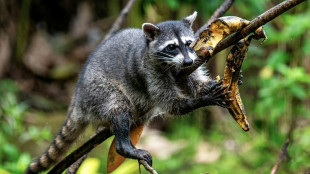 Jagdverband: Zahl erlegter Waschb&auml;ren binnen zehn Jahren verdoppelt