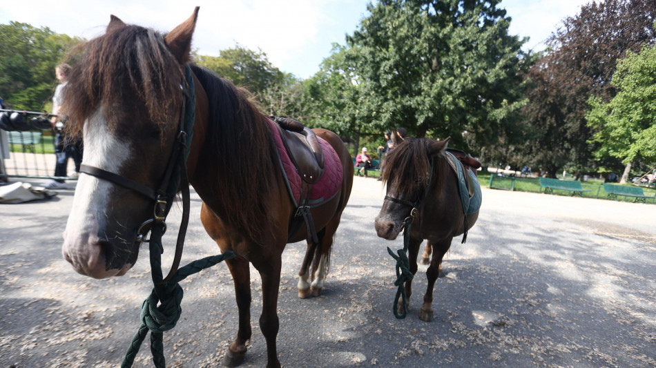 I cavalli fiutano la paura umana, reagiscono con pi&ugrave; stress e meno interazioni