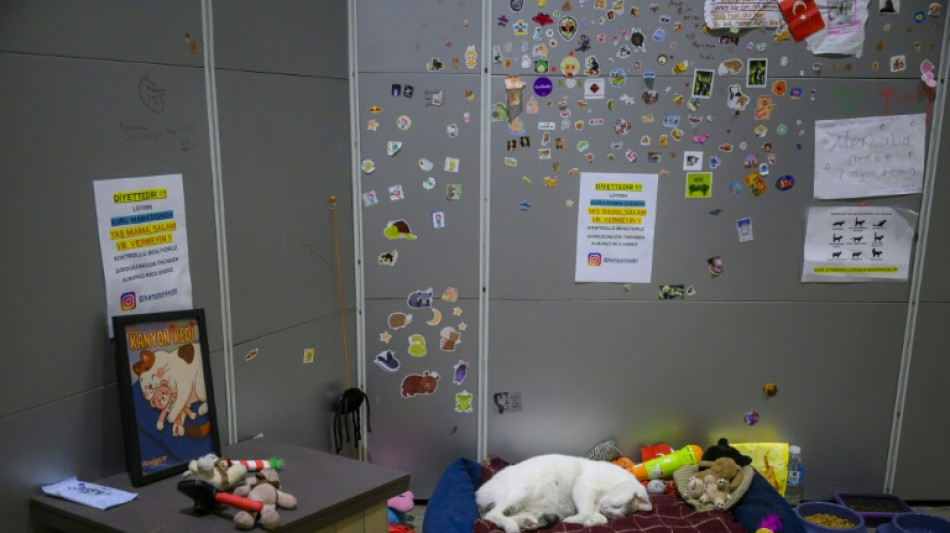 Living like sultans: Istanbul's pampered street cats
