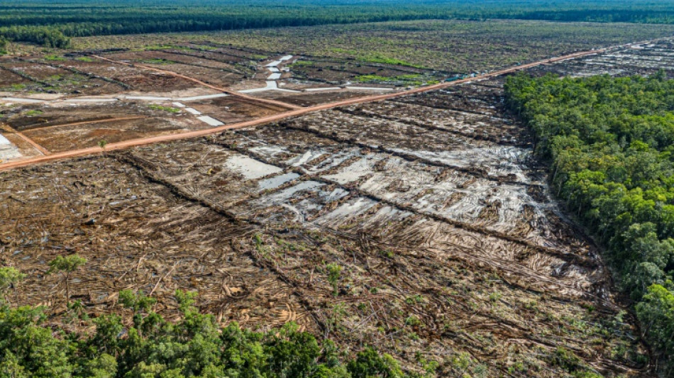 Un plan alimentario de Indonesia amenaza con una "deforestación masiva"