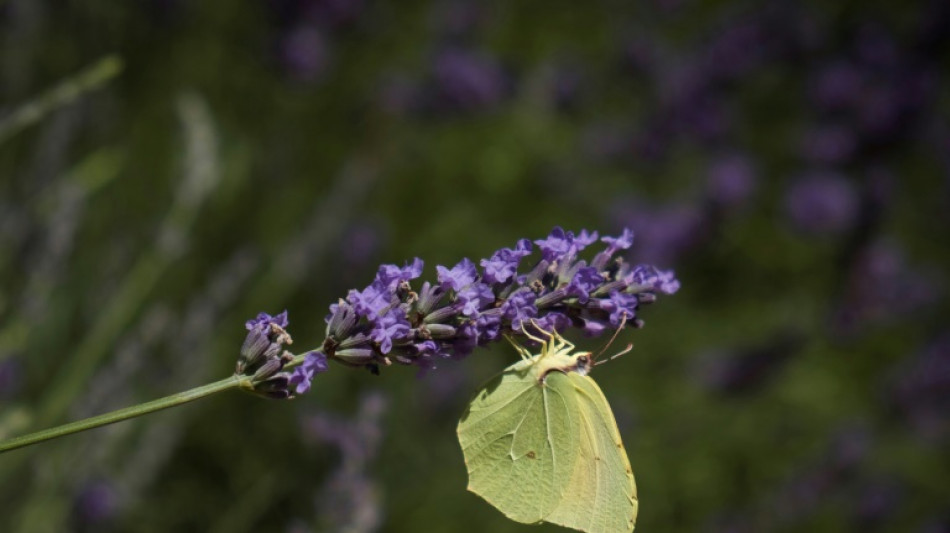 Lavande: l'UE d&eacute;ment vouloir bannir les huiles essentielles