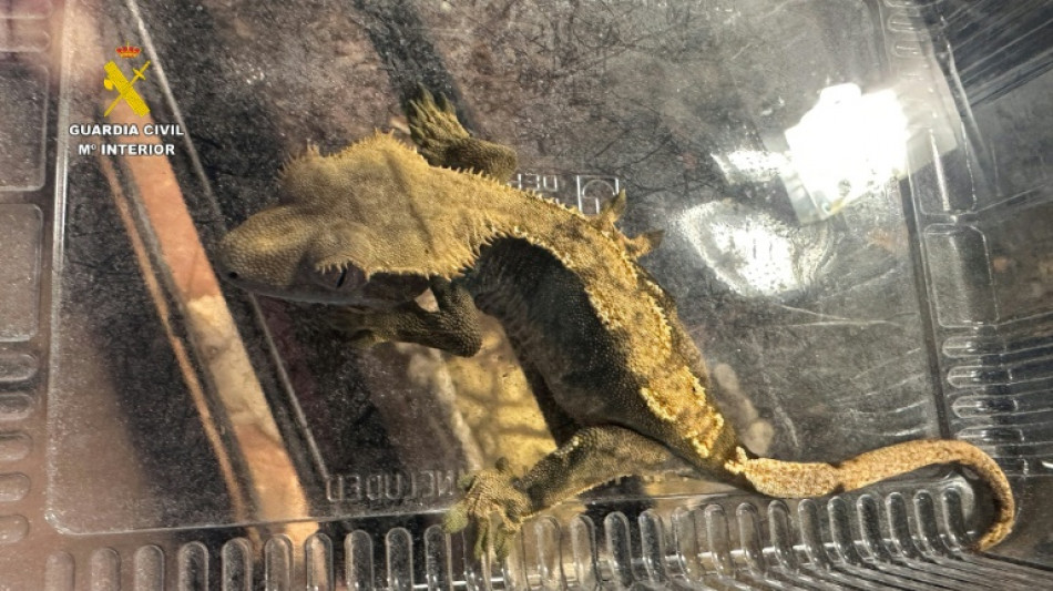 Agentes espa&ntilde;oles intervienen casi 500 animales ex&oacute;ticos protegidos en un falso refugio