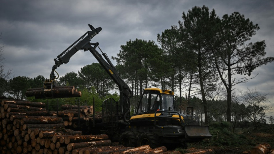 Dans les Landes, le ballet des abatteuses pour &eacute;radiquer le ver tueur de pins