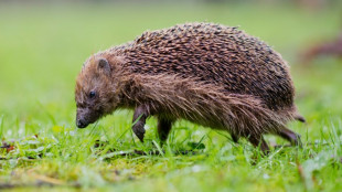 Mowed down by cars, European hedgehog numbers shrinking