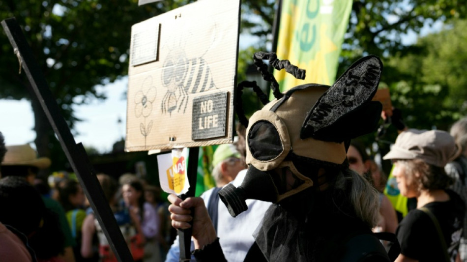 Indignaci&oacute;n en Francia por una ley para permitir pesticidas que da&ntilde;an a las abejas