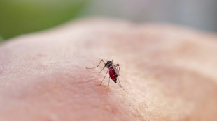 Chikungunya: la hausse des cas continue à un rythme régulier en métropole