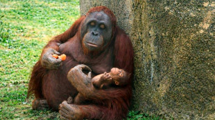 Critically endangered orangutan born at Madrid zoo