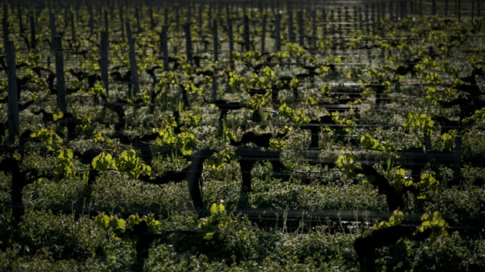 Climat: pr&egrave;s de Bordeaux, levures et porte-greffe &agrave; la rescousse du vin
